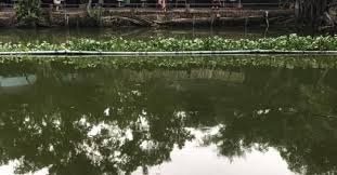 hồ câu cá giải trí cây sung